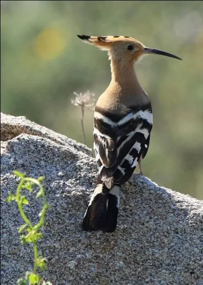 L'animal suggéré par la photo est lié au pays appelé :