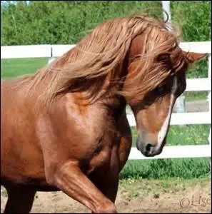 Quelle est la robe de ce cheval ?