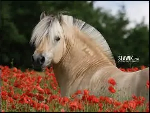 Quelle est la race de ce cheval ?
