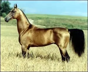 Et enfin...
De quelle race est ce cheval ?