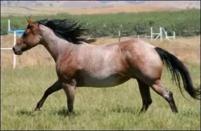 Quelle est la robe de ce cheval ?