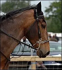 Attention question plus difficile ! 
Comment s'appelle cette sorte de filet ?