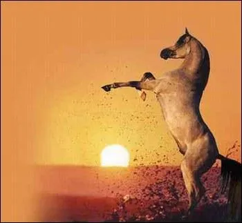 Quelle est la race de ce cheval ?