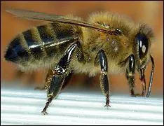 Quand l'abeille chante, elle...