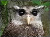 Quand le hibou chante, il...