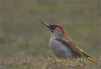 Quand l'oiseau chante, il...