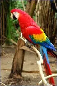 Un perroquet est un oiseau. C'est aussi...