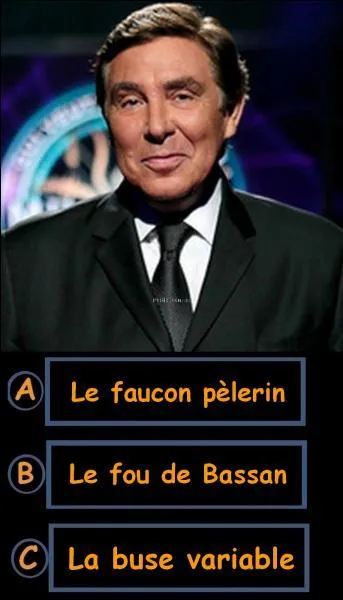 Quel oiseau est réputé pour être le plus rapide du monde en piqué ?