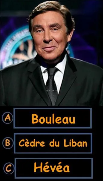 Quel autre nom désigne l'arbre caoutchouc ?