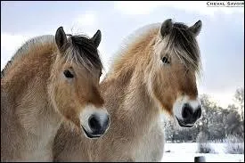 De quelle race s'agit-il ? (voir photo)