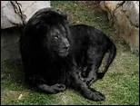 Les lions noirs existent-ils ?