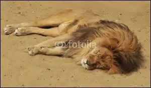Quelle taille mesure un lion, en moyenne ?