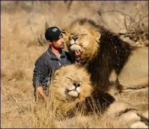 Le lion peut-il être domestiqué ?