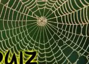 Quiz Un petit quizz qui se balançait sur une toile, toile, toile, toile d'araignée