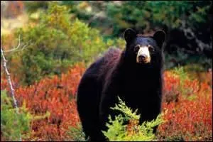 Les ours noirs vivent le plus souvent en...