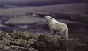 Les loups vivent-ils en meutes ?