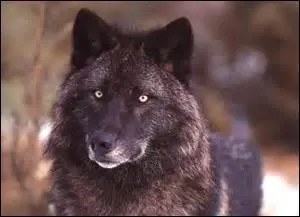 Les loups noirs existent-ils ?
