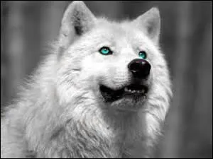 Les loups blancs existent-ils ?
