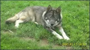 Le berger allemand descend du loup.