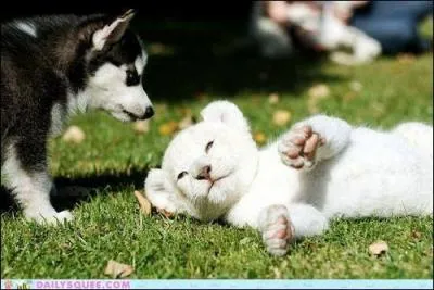 Le husky a des g&egrave;nes de loup, il descend du loup.