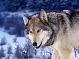 Quiz Loups