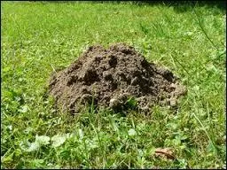 Quelle expression anglaise correspond à l'image ci-contre ?