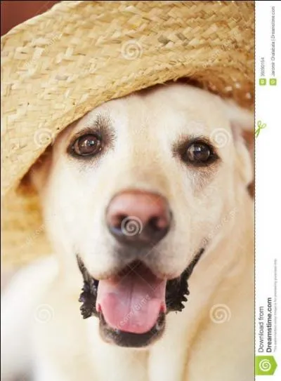 De quoi sont les 'Chiens' du film réalisé par Sam Peckinpah ?