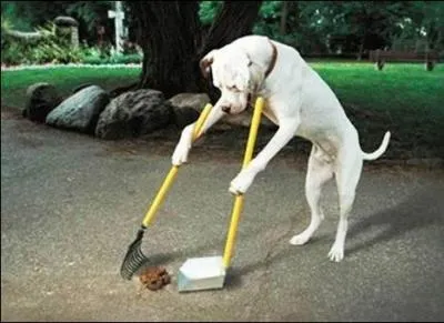 Comment s'appelle l'élevage et le dressage des chiens ?