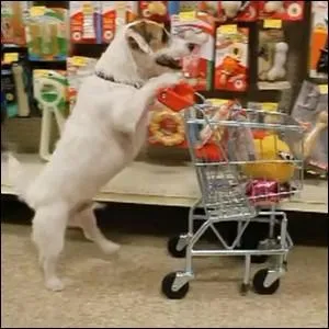 Quelles races de chiens sont utilisées pour des courses de vitesse ?