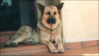 'Oural' était le nom du chien de quel chanteur engagé, décédé récemment ?