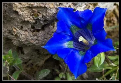 Quelle est cette fleur bleue ?