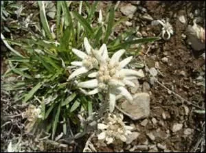 Quel nom porte cette étoile d'argent ?