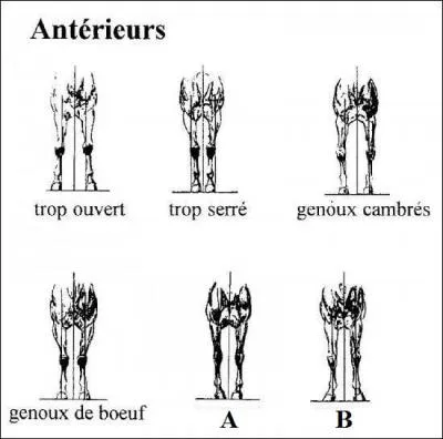 De quelle "difformité" souffrent les chevaux qui ont les pieds panards ?