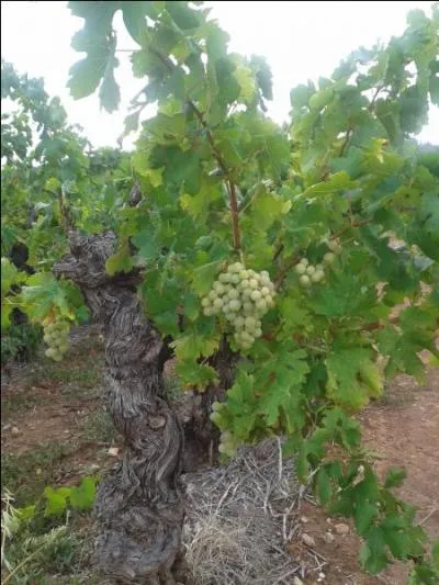 Quel nom porte le pied de vigne ?