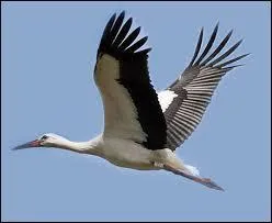 La cigogne est l'animal emblématique de la Franche-Comté.