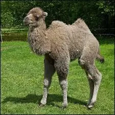 Le petit du chameau et de la chamelle s'appelle le chamelon.