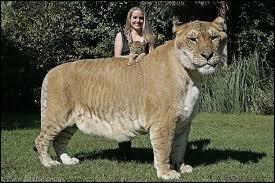 Le ligre est issue d'un croisement entre un lion et une tigresse ?