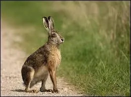 La femelle du lièvre s'appelle la hase.