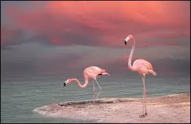 Les flamands roses sont roses à cause d'une espèce de crevette qu'ils mangent.