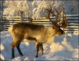 Chez le renne, seul le mâle possède des bois.