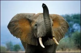 Le cri de l'éléphant est le barrissement.