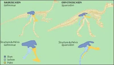 Dans les mots "Saurischiens" et "Ornithisciens", que signifie la racine "-ischien" ?