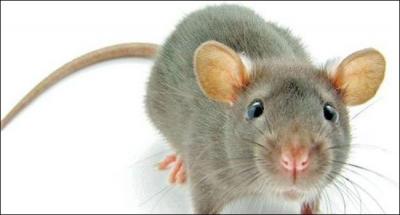 Outre appartenir au rongeur bien connu, la queue de rat est une coiffure, mais aussi un outil. Qui l'utilise ?