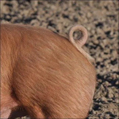 Toujours une histoire de queue, sous forme d'outil, à quoi celle du cochon peut-elle être d'utilité ?