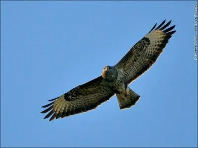 Mis a part en vol dans le ciel, où peut-on trouver une buse ?