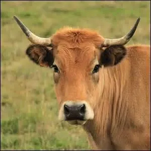 A qui une vache peut-elle être utile quand elle désigne aussi un objet ?