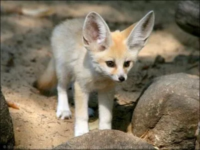 Que mange un fennec ?