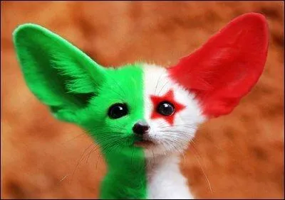 Quelle est la couleur de base d'un fennec ?