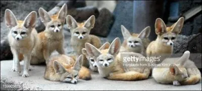 Le fennec vit