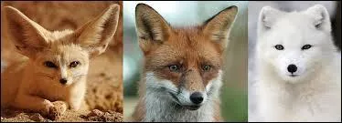 Le fennec descend...